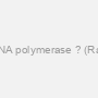 DNA polymerase ? (Rat)